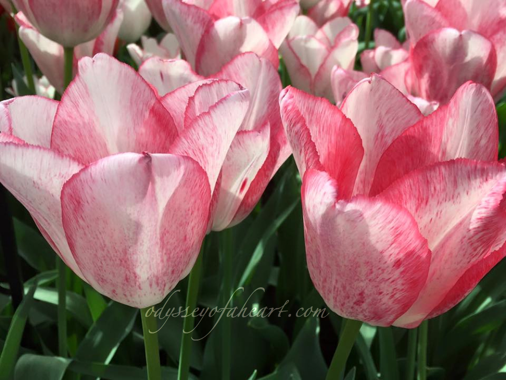 Tulipa Beauty Trend