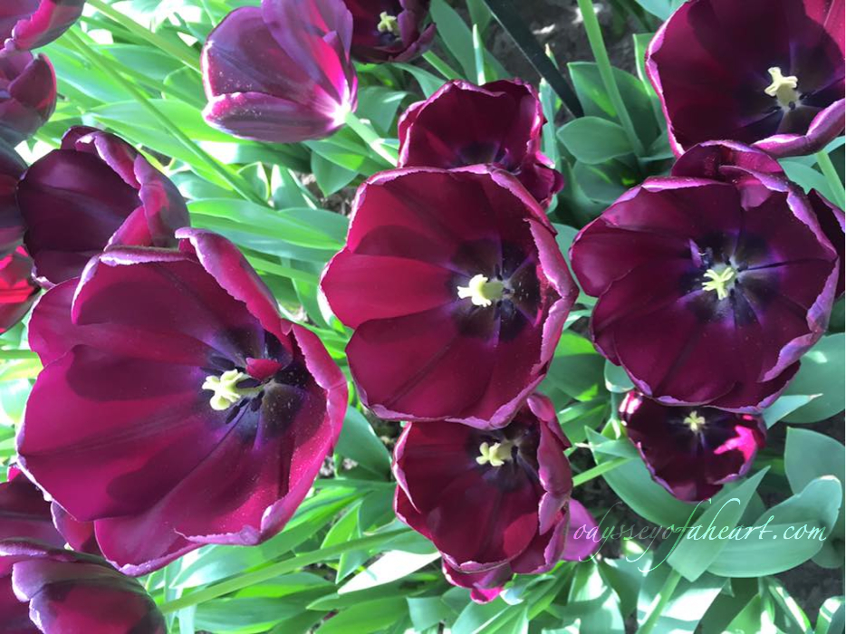 Tulipa Black
