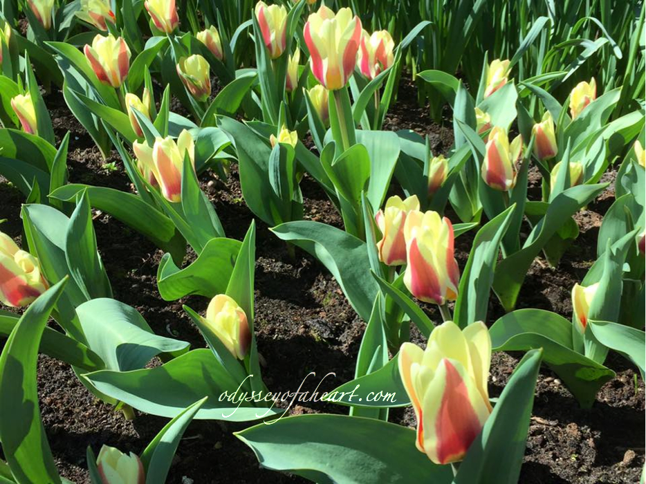 Tulipa Analita