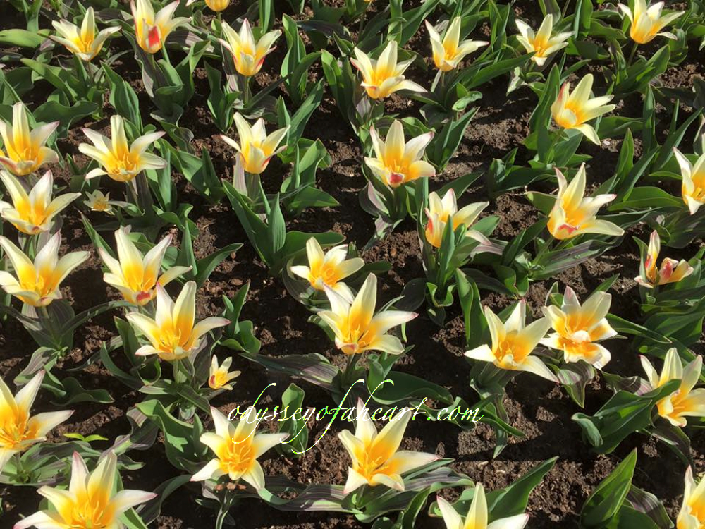 tulipa Johann strauss