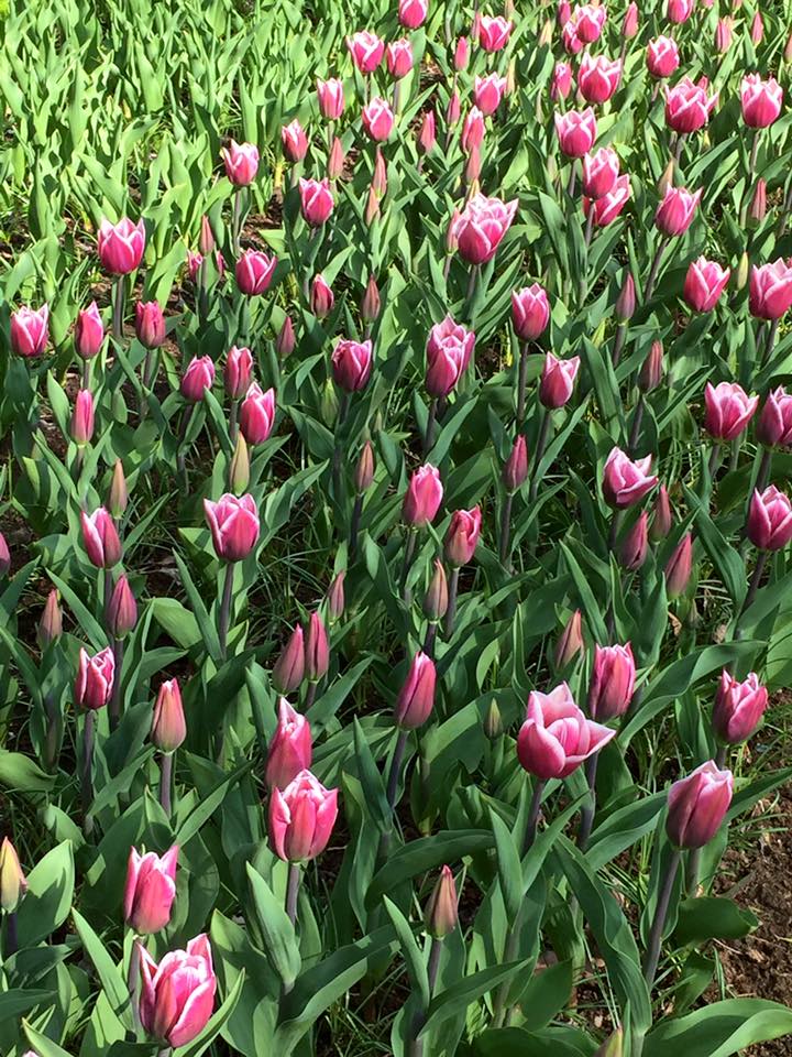 Tulipa Dream World