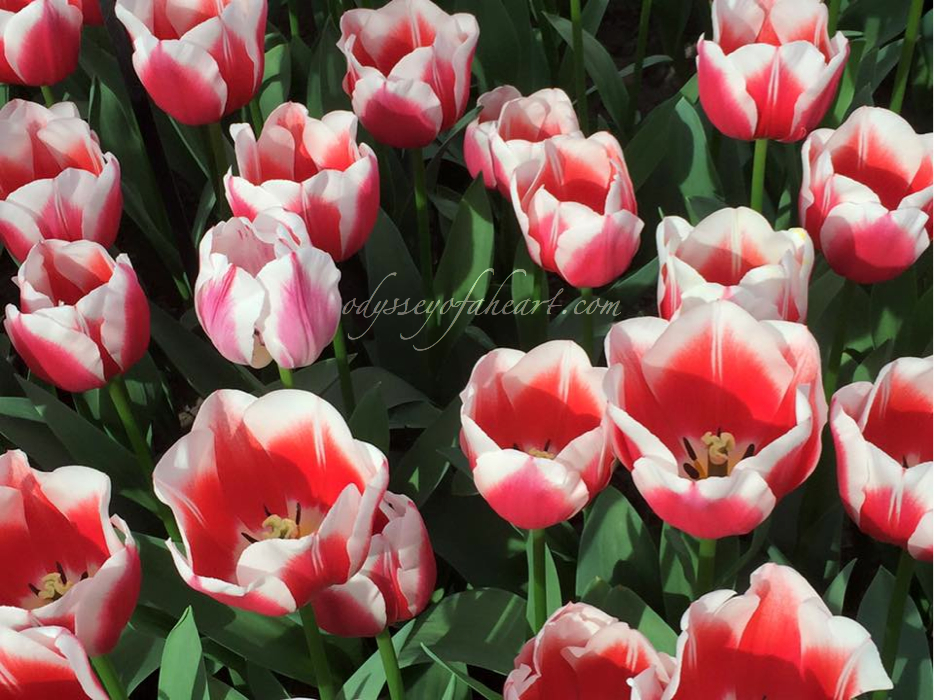 Tulipa Dutch Design