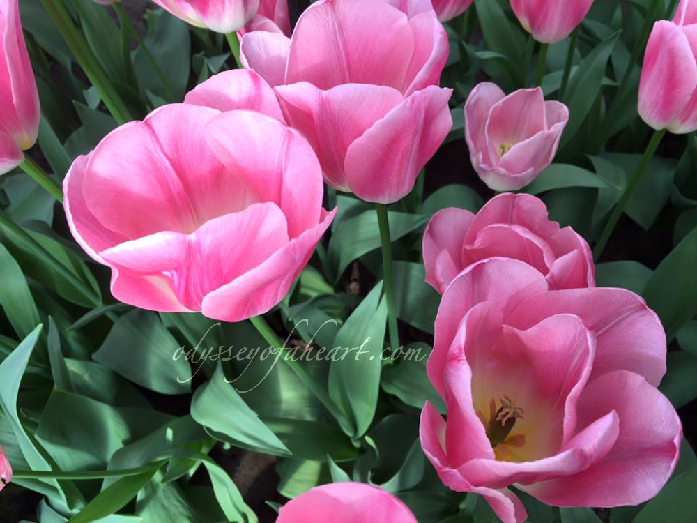 Tulipa Dynasty