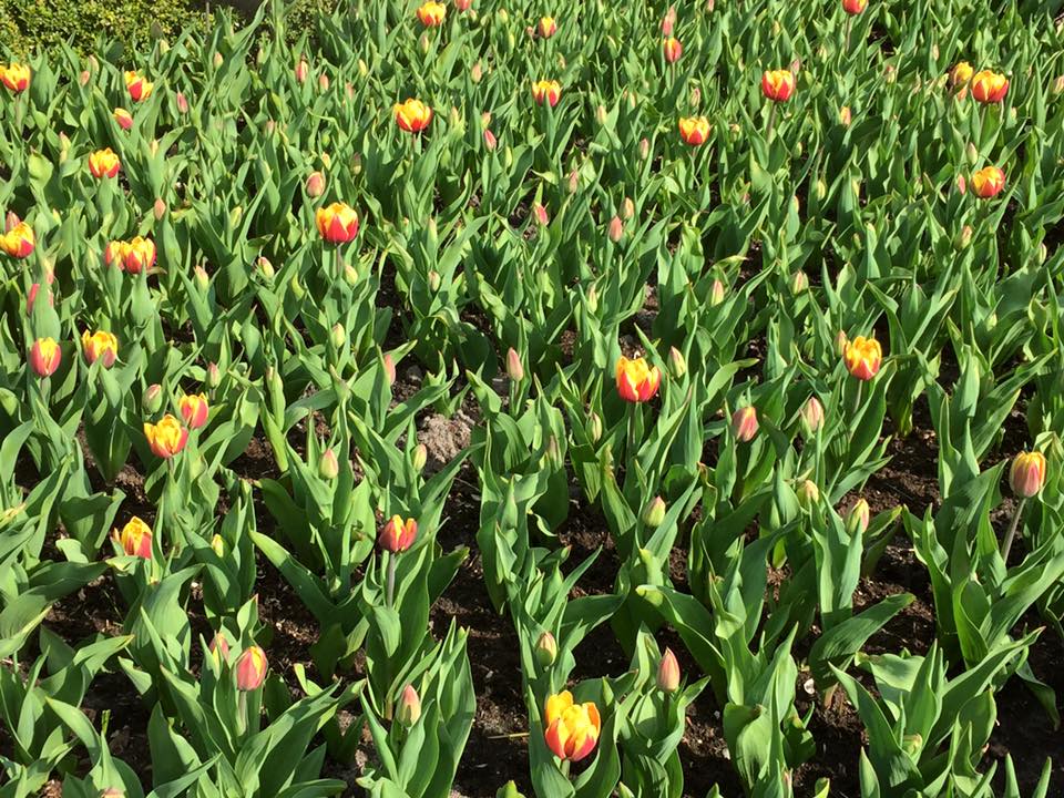 Tulipa Double Early